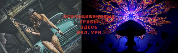 прущие грибы Магадан