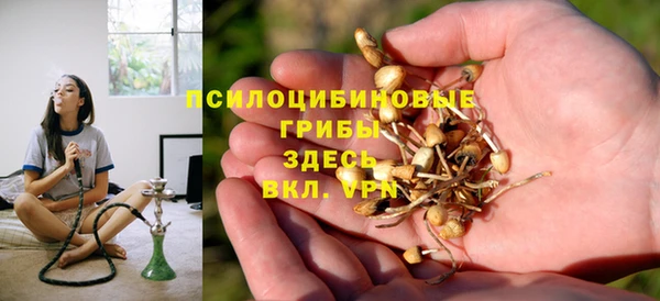 прущие грибы Магадан