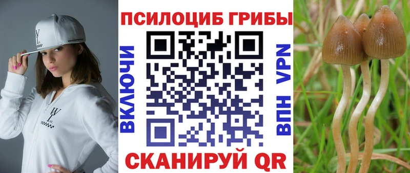 blacksprut зеркало  Новохопёрск  Псилоцибиновые грибы Psilocybine cubensis 